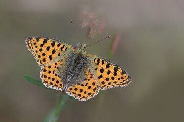 Obraz premium Butterfly Queen of Spain fritillary sitting on the thistle . Issoria lathonia. Beautiful orange butterfly in nature habitat.