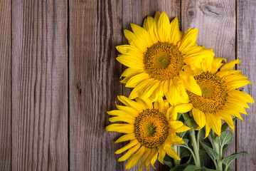 Obraz premium sunflowers on rustic wooden background, summer harvest concept, top view