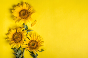 sunflowers on yellow background,  summer harvest concept