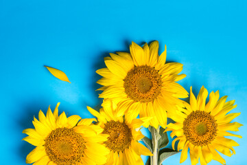 sunflowers on blue background,  summer harvest concept, top view