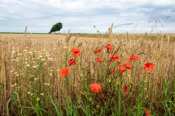 Agrarlandschaft im Frühsommer zwischen Schöppenstedt und Wanzleben. Der Mohn, Papaver, blüht am Feldrand.