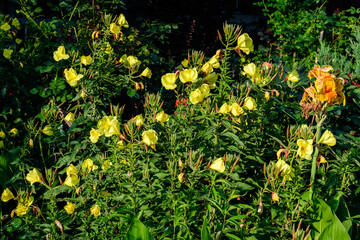 Many vivid yellow flowers and green leaves of Oenothera plant, commonly known as evening primrose, suncups or sundrops, in a garden in a sunny summer day, beautiful outdoor floral background .