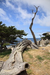 Landscape of Pescadero Point with ghost trees along 17 Mile Drive in the coast of Pebble Beach, California