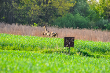 roe deer jumping in the meadow