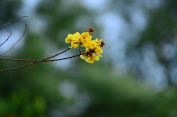 blooming Yellow flower welcoming the monsoon rain