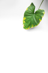 old single green leaf on white background