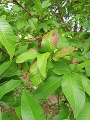 green leaves in the forest