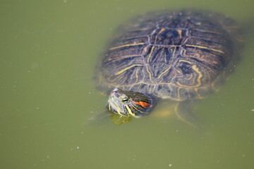 Animal and nature photos from the Schoenbrunn Zoo in Vienna