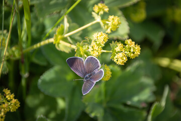 Male silber-studded blue butterfly. © A. Emson