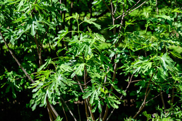 Minimalist monochrome Scottish landscape with beautiful green fig tree with many fruits, in a garden in a sunny spring day, photographed with soft focus.