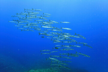 Fototapeta na wymiar Diving Iriomote Barracuda