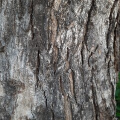 Obraz premium Texture of tree