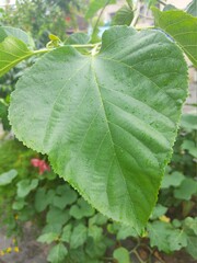 Leaf texture