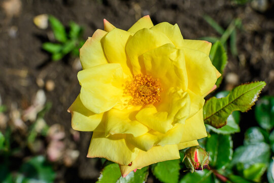 Large green bush with one fresh vivid yellow rose in full bloom and green leaves in a garden in a sunny summer day, beautiful outdoor floral background photographed with soft focus.