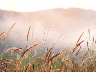 Wild grass flower fields and fog in the morning.