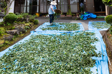 日本　藍染藍の乾燥葉作り手作業の天日干し