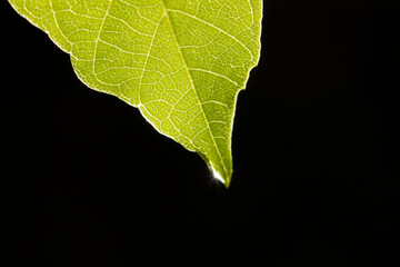 water drop on green leaf