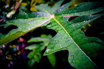 Close Up Macro Photography of Clean Water Drops On Textured Leaves at Garden. Fresh green trees and plants after rain in nature background. Transparent Dew Droplets, Sparkle Glare In Morning Sunshine.