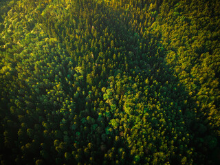 Green Forest at Summer. Drone View from Above. Natural Patterns
