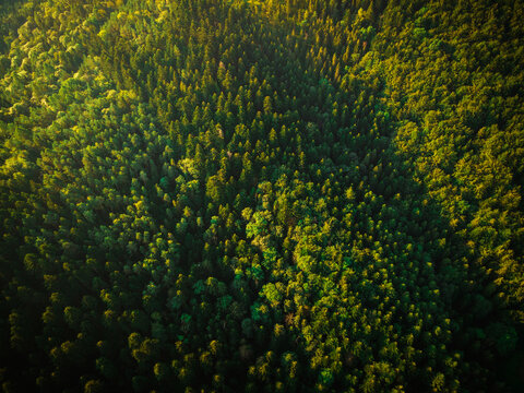 Green Forest at Summer. Drone View from Above. Natural Patterns © marcin jucha