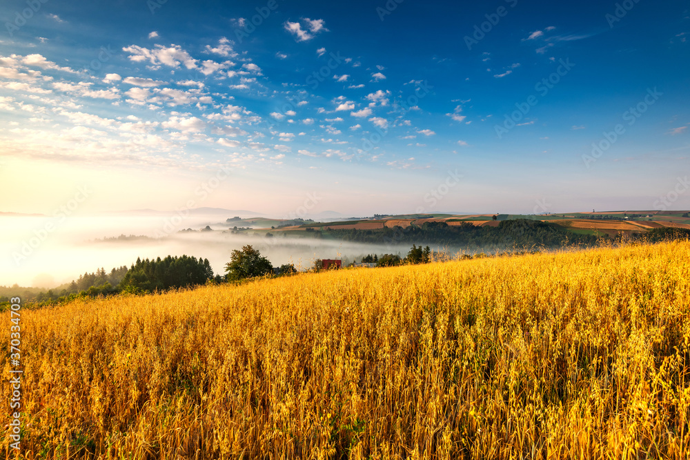 Wall mural Picturesque Polish Countryside at Sunrise. Rolling Hills in Fog, Sunlight at Wheat Fields - Wall murals