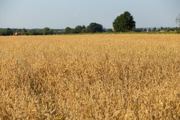 Oat field on sunny day