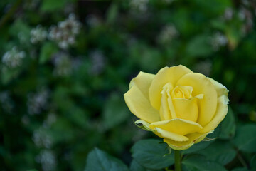 
yellow rose