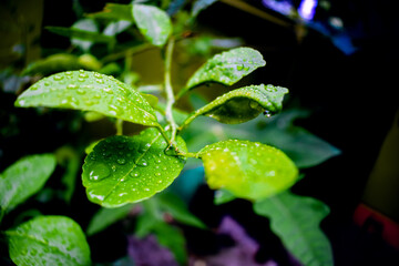 Close Up Macro Photography of Clean Water Drops On Textured Leaves at Garden. Fresh green trees and plants after rain in nature background. Transparent Dew Droplets, Sparkle Glare In Morning Sunshine.