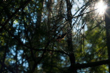 Sun Glaring on the web in forest. Nature. 