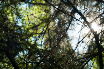 Sun glaring on the web in forest. Nature. Natural background. In the forest