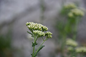 
background with flowers
