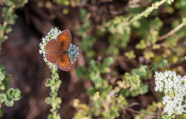Eastern Meadow Brown butterfly / Maniola telmessia
 
