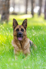 Adult German Shepherd Dog Laying on Grass. Purebred Dog Portrait