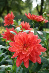 Decorative orange-red Dahlias