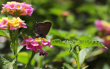 Love me big, butterfly / Satyrium with me