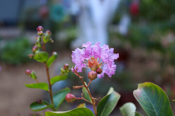 Obraz premium bee on a flower