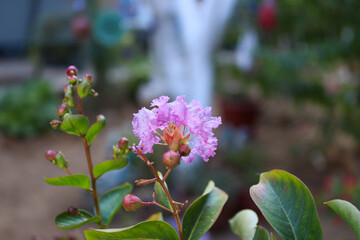 Obraz premium bee on a flower