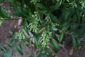 pine tree branches