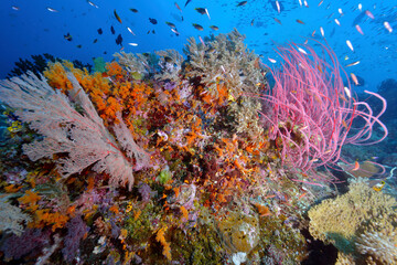 Fototapeta na wymiar Diving Raja Ampat Indonesia Underwater Coral