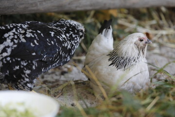 Junge Hühner Zwerghühner Antwerpener Bartzwerge und Zwerg-Orloff in schwarz weiß
