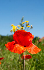 Fototapeta na wymiar Rote Mohnblume auf Wiese mit gelben Blumen Detailaufnahme