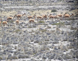 The guanaco (Lama guanicoe)  52 © Darius