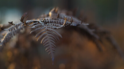 Feuille de fougère dans un décor et une ambiance surréalistes