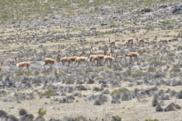 The guanaco (Lama guanicoe)  46 © Darius