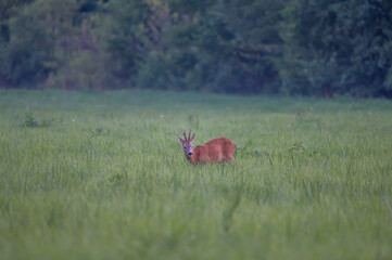roe deer buck grazing in the forest glade