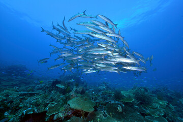 Fototapeta na wymiar Diving Raja Ampat Indonesia Barracuda