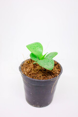 Little Plant Growing in Black Pot Isolated White Background