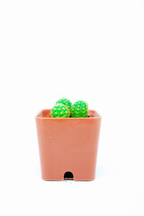 Little Plant Cactus Growing in Pots Isolated White Background 
