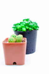 Little Plant Growing in Pots Isolated White Background Cactus