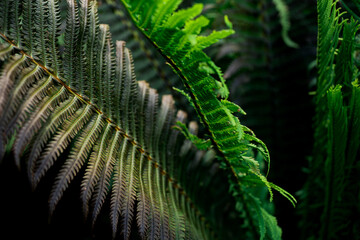 fern leaf in the forest